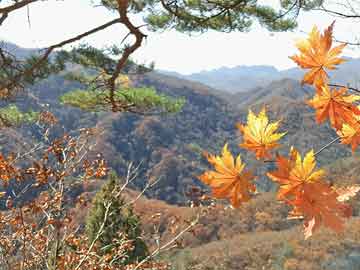 九个月宝宝能吃榴莲吗